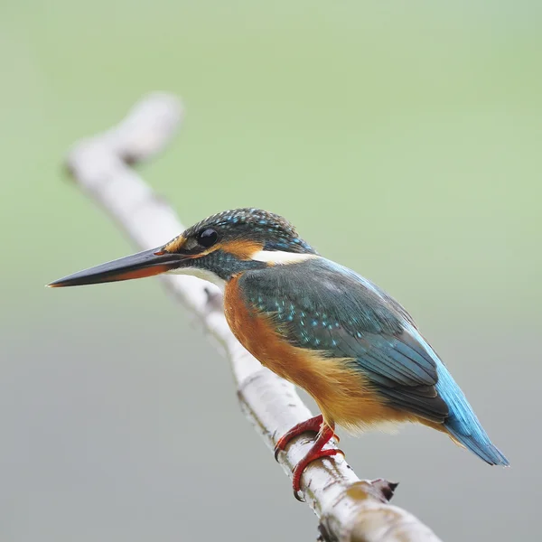 Eisvogelweibchen — Stockfoto