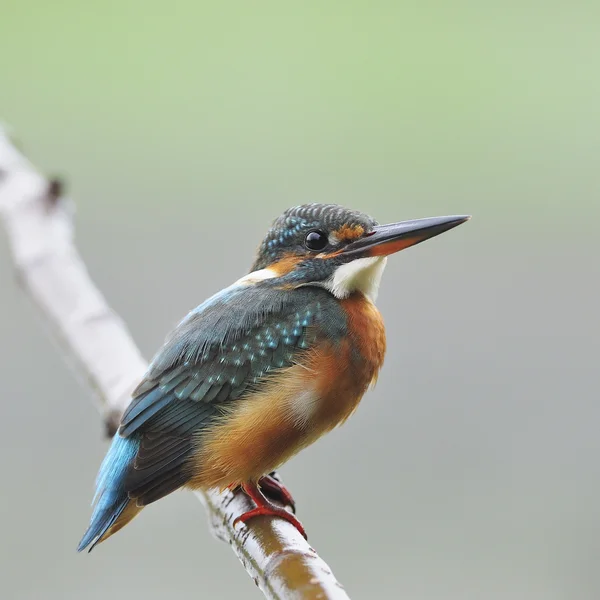 Female Common Kingfisher — Stock Photo, Image