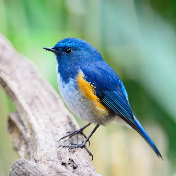 Male Himalayan Bluetail — Stock Photo, Image