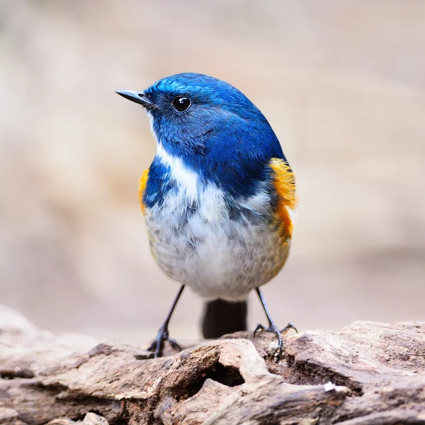 Mannelijke Himalaya bluetail — Stockfoto