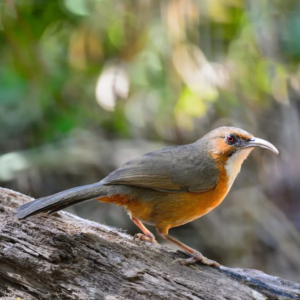 Rusty-cheeked Scimitar-babbler — Stock Photo, Image