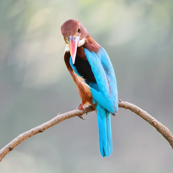 Wit-throated ijsvogel vogel — Stockfoto