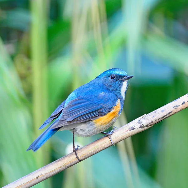 Erkek Himalaya bluetail — Stok fotoğraf