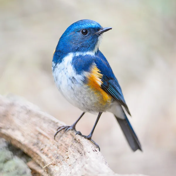 Mężczyzna Himalaje bluetail — Zdjęcie stockowe