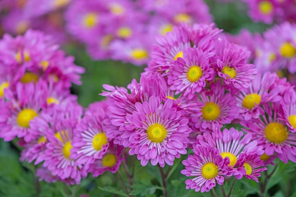 Purple chrysanthemum flowers — Stock Photo, Image