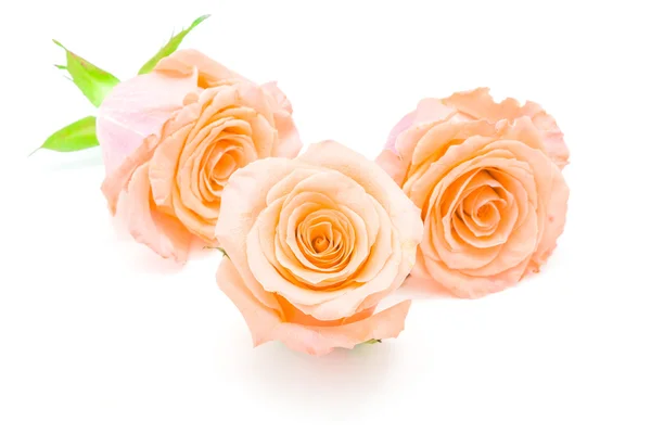 Creame orange roses — Stock Photo, Image