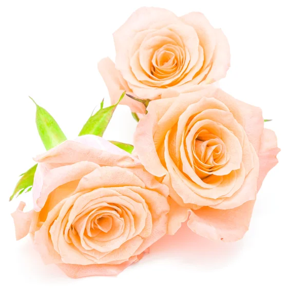 Crema rose arancioni — Foto Stock