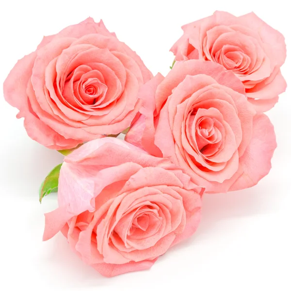 Pink rose flowers — Stock Photo, Image