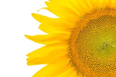 Güzel Sarı Ayçiçeği