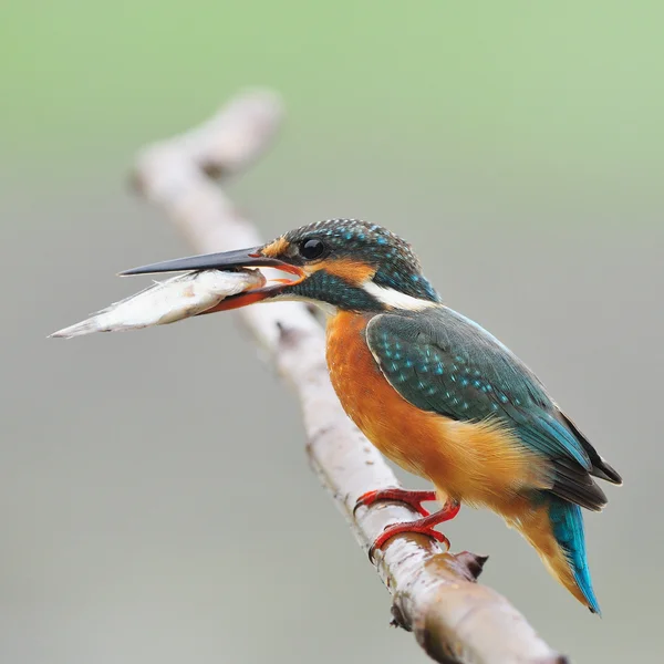 Female Common Kingfisher — Stock Photo, Image