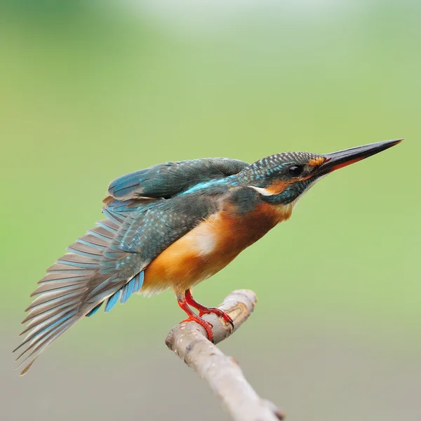 Common Kingfisher — стоковое фото