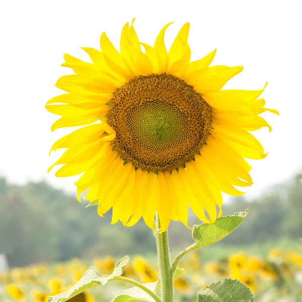 Girasoli in campo — Foto Stock