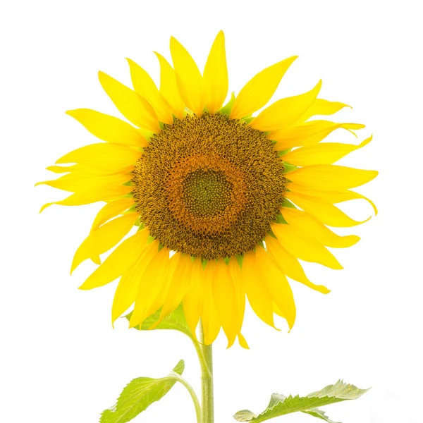 Bellissimo girasole giallo — Foto Stock