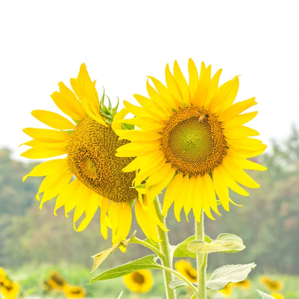 Girasoli in campo — Foto Stock