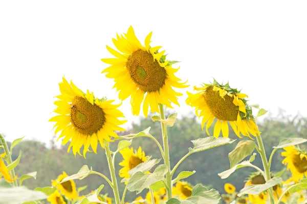 Girasoli in campo — Foto Stock