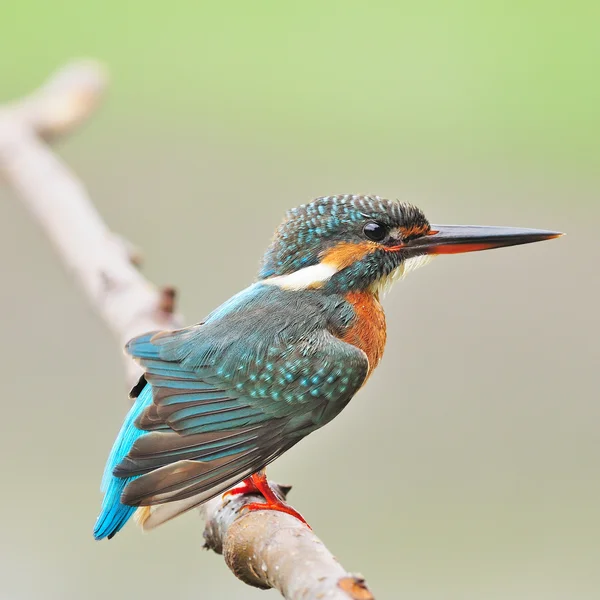 Hembra común Kingfisher — Foto de Stock