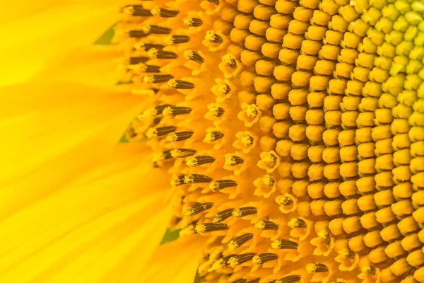 Sonnenblumen-Muster — Stockfoto