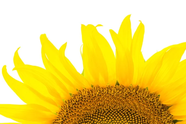 Girasole — Foto Stock