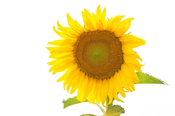 Girasole — Foto Stock