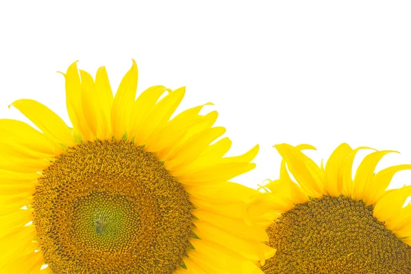 Girasole — Foto Stock