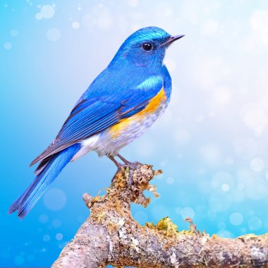 erkek Himalaya bluetail