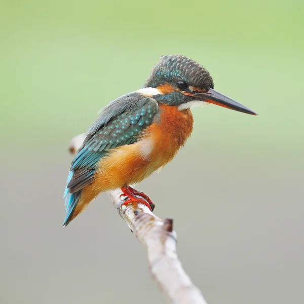 Female Common Kingfisher — Stock Photo, Image