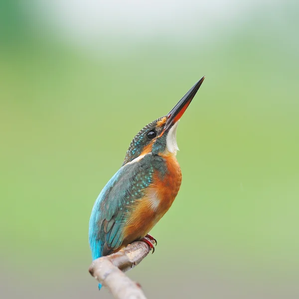 Eisvogelweibchen — Stockfoto