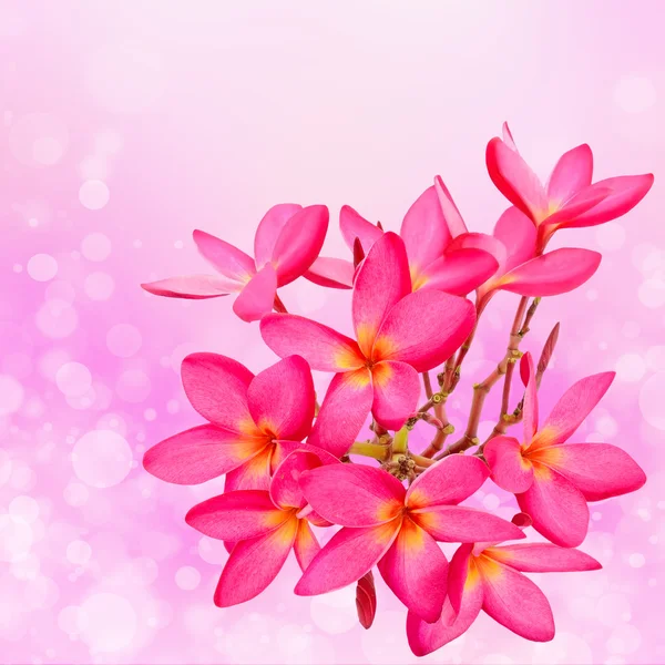 Růžový plumeria s bokeh — Stock fotografie