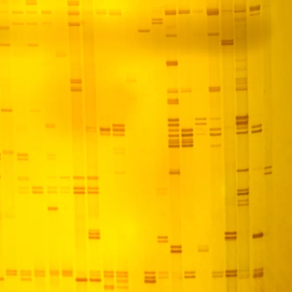 ADN vegetal huella dactilar —  Fotos de Stock
