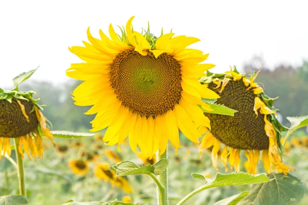 Campo di girasole — Foto Stock