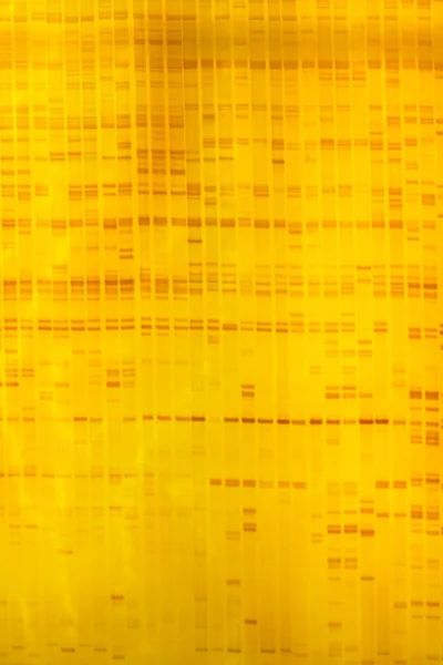 Impronta digitale del DNA vegetale — Foto Stock
