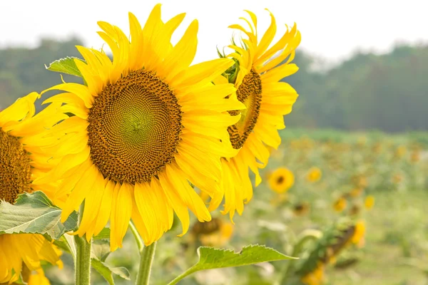 Campo di girasole — Foto Stock