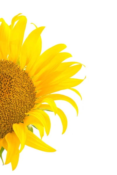 Sunflower isolated — Stock Photo, Image