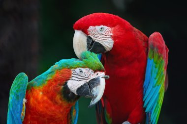 Greenwinged Macaw and Harlequin Macaw clipart