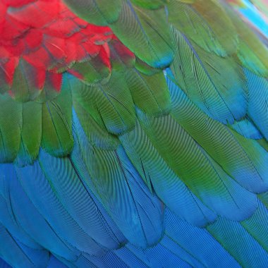 greenwinged Amerika papağanı tüyler