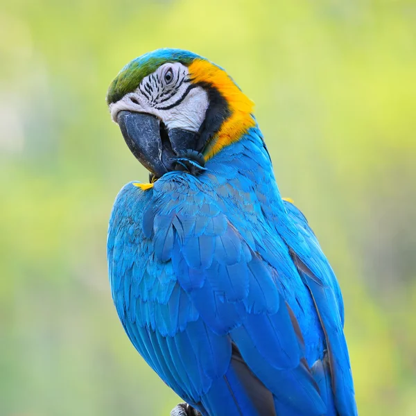 Arara azul e dourada — Fotografia de Stock