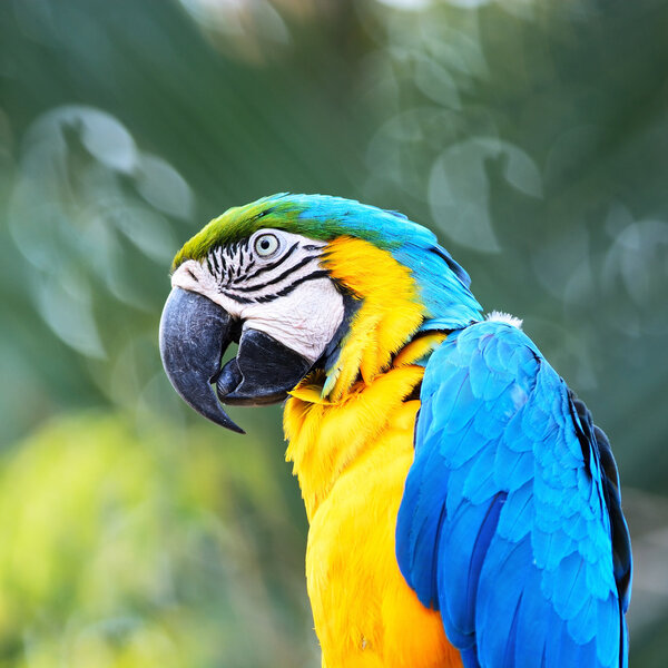 Beautiful parrot bird, Blue and Gold Macaw in portrait profile