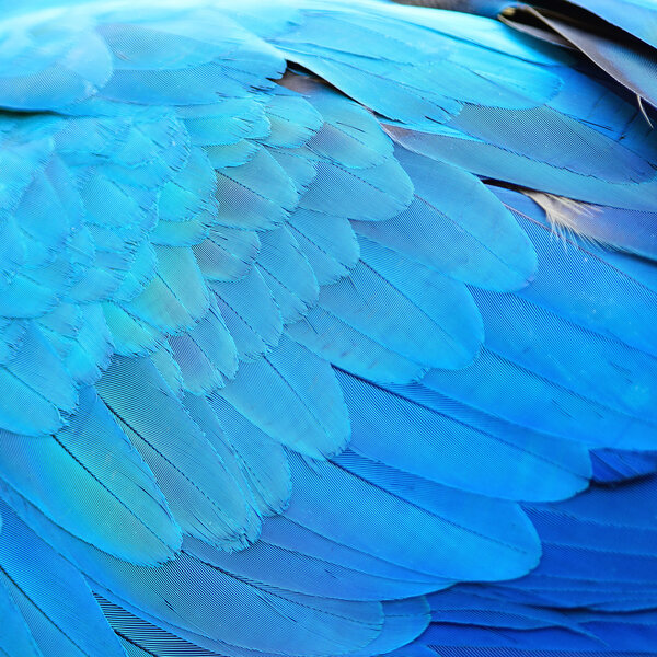 Blue and Gold Macaw feathers