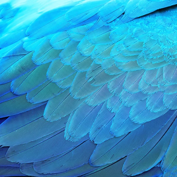 Blue and Gold Macaw feathers — Stock Photo, Image