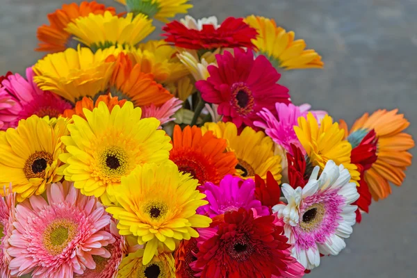 Gerbera çiçek — Stok fotoğraf