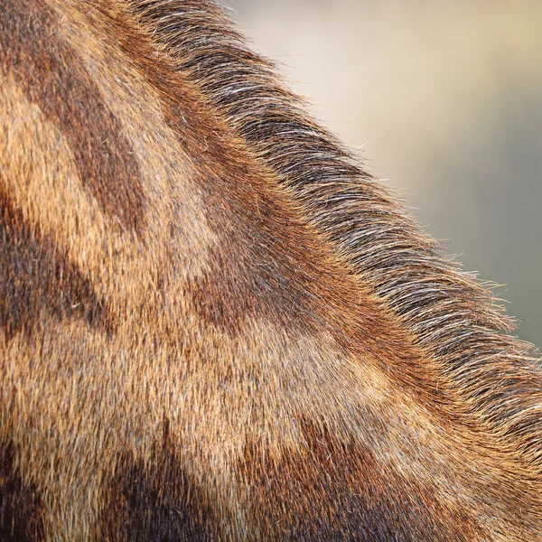 Pele de girafa — Fotografia de Stock