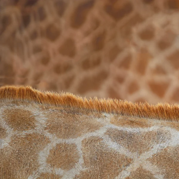 Giraffe skin — Stock Photo, Image