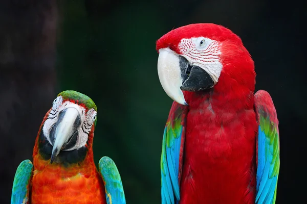 Guacamayo con alas verdes y guacamayo arlequín —  Fotos de Stock