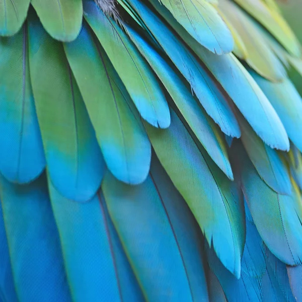 Greenwinged Macaw feathers — Stock Photo, Image