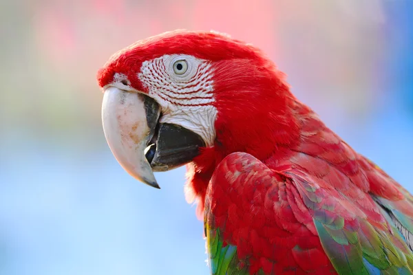 Arara-de-asa-verde — Fotografia de Stock