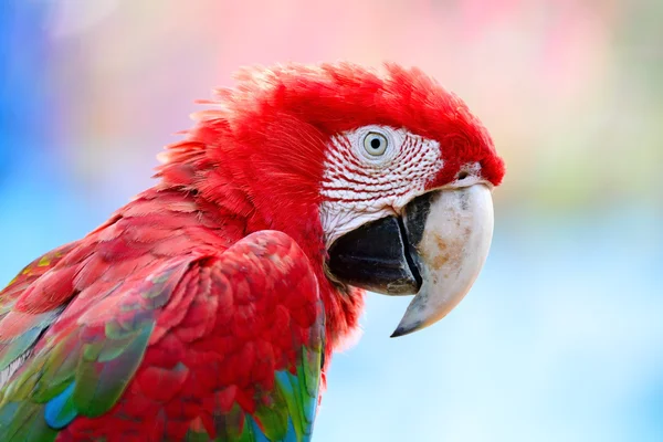 Guacamayo alado verde —  Fotos de Stock