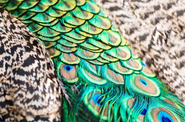 Male green peacock feathers — Stock Photo, Image