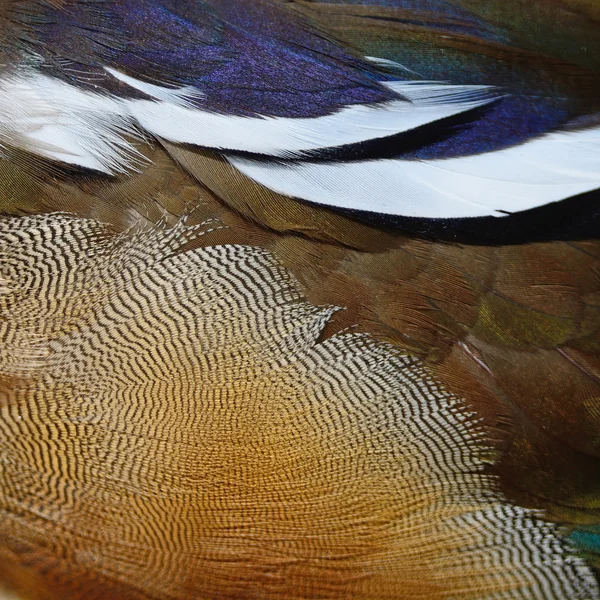 Mandarin duck feathers — Stock Photo, Image