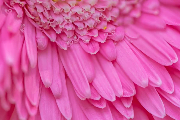 粉色非洲菊花瓣 — 图库照片