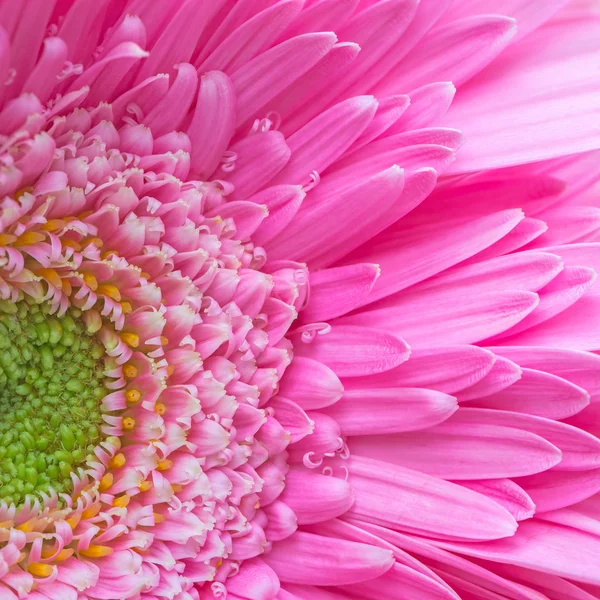 Pétalo de gerberas rosa — Foto de Stock